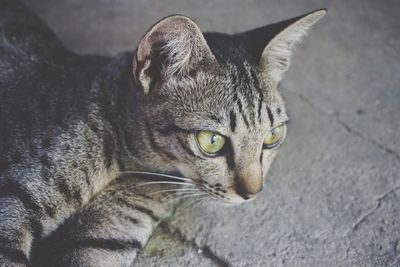 Close-up portrait of a cat