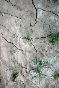 Full frame shot of cracked tree