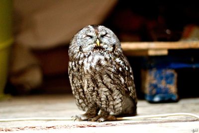 Close-up of owl perching on table