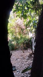 Close-up of flowering plants by trees