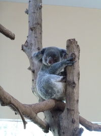 Squirrel sitting on tree trunk