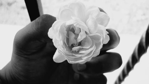 Close-up of flower blooming outdoors