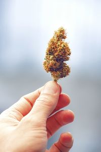 Cropped hand of man holding marijuana