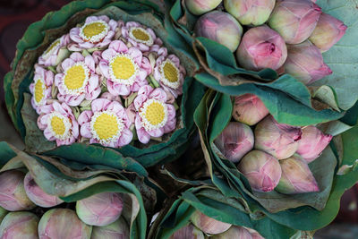 High angle view of pink flowering plant