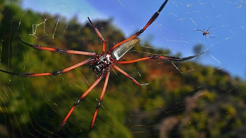 Close-up of spider web