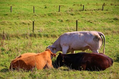 Cow grazing on field