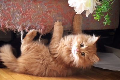 Close-up of cat lying on floor