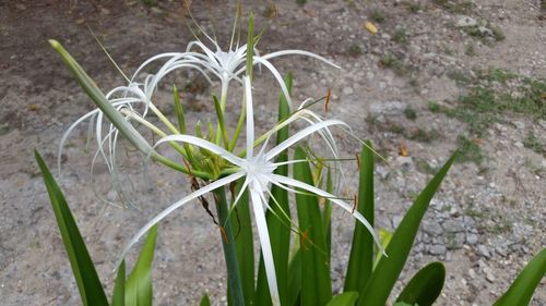 Close-up of plant growing on field