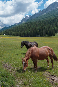 Horses in a field