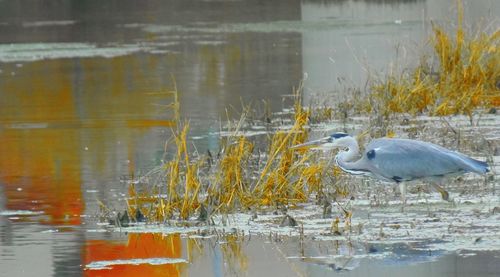 Side view of a bird on lakeshore