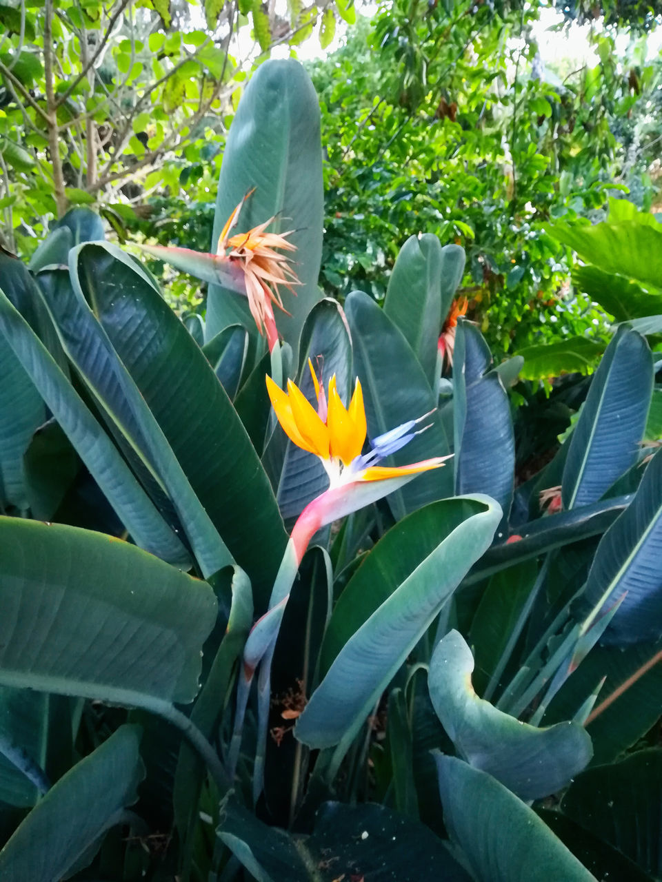 CLOSE-UP OF PEOPLE ON FLOWERING PLANTS