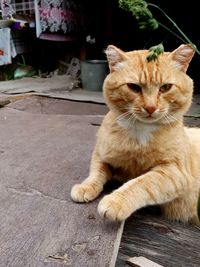 Portrait of cat sitting outdoors