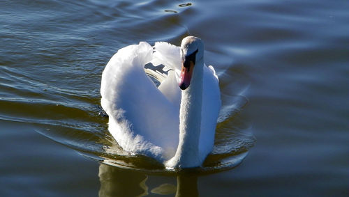 Swan floating on lake