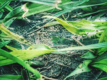 Close-up of green plants