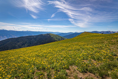 Scenic view of grassy field against sky