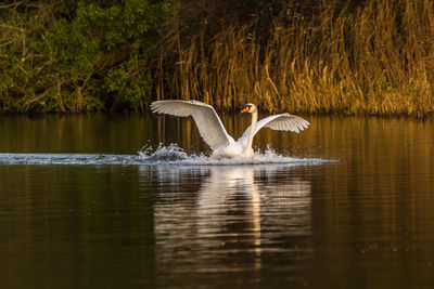 Bird flying over lake