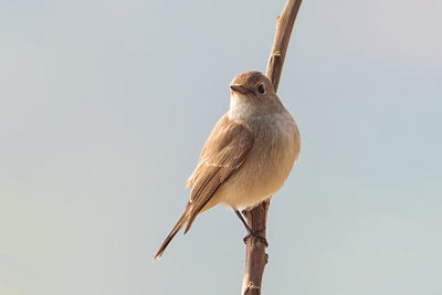 Low angle view of bird perching on plant against sky