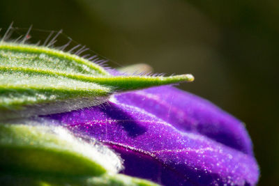 Close-up of purple flower