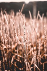 Close-up of stalks in field