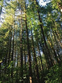 Low angle view of bamboo trees in forest