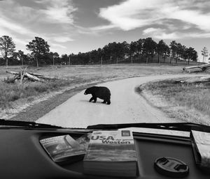 Side view of horse in car