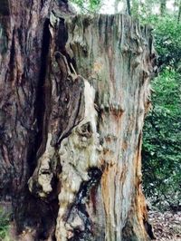 Close-up of tree trunk in forest