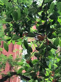 Low angle view of bird perching on tree