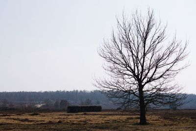 Bare tree on field against clear sky