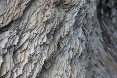 Full frame shot of tree trunk