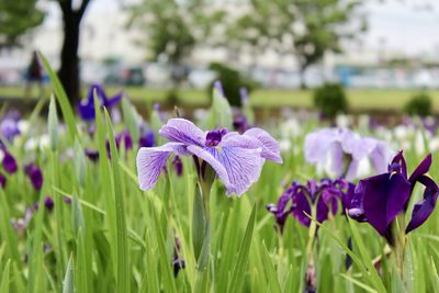 Close-up of purple iris flowers on field