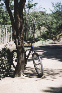 Bicycle by tree