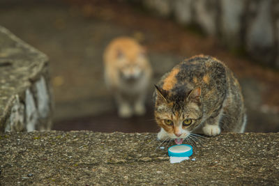 Portrait of cat sitting outdoors