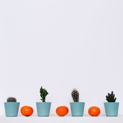 Potted plants against white background cacti home decor