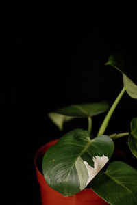 Close-up of green leaves on black background