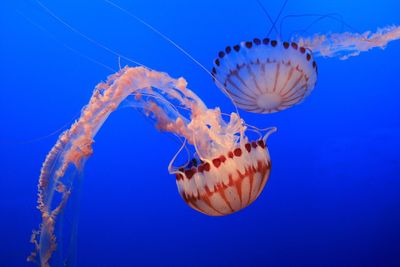 Close-up of jellyfish in sea