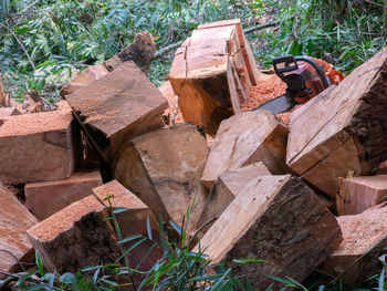 Stack of logs in forest