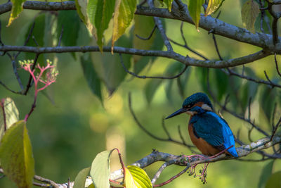 Bird perching on branch