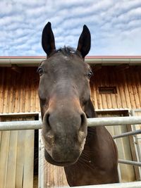 Close-up portrait of horse in stable