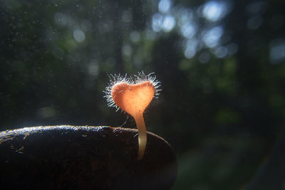 Close-up of heart shape mushroom growing in forest