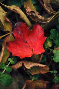 Close-up of red maple leaves