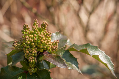 Close-up of fresh green leaves on plant