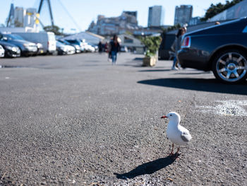 Seagull on a street