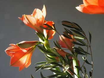 Close-up of orange day lily