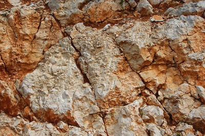 Full frame shot of tree trunk