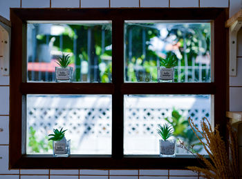 Close-up of potted plant on window sill