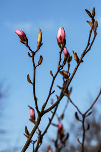 Low angle view of pink flowers blooming against sky