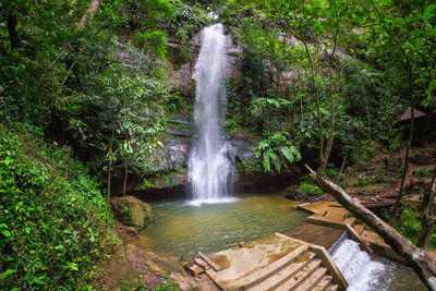 Scenic view of waterfall in forest