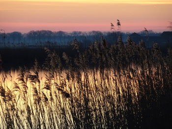 Plants growing on field against sky during sunset