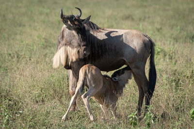 Blue wildebeest nurses calf in long grass