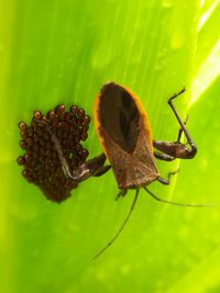 Close-up of butterfly pollinating on flower